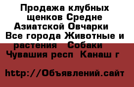 Продажа клубных щенков Средне Азиатской Овчарки - Все города Животные и растения » Собаки   . Чувашия респ.,Канаш г.